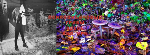 PSILOCYBIN Кулебаки